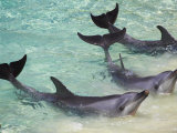 Dolphins  Sea World  Gold Coast  Queensland  Australia