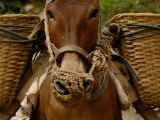 Mules Carrying Construction Material on the Banks of the Nu River  Gongshan County  China
