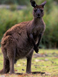 Western Grey Kangaroo in its Brown Phase  Australia