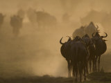Wildebeest Migration  Tanzania