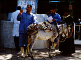 Vet Taking Temperature of Sick Donkey  Brooke Hospital for Animals  Luxor  Egypt