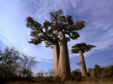 Baobab  Western Dry Forest  Morondava  Madagascar