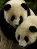 Giant Panda Family  Wolong China Conservation and Research Center for the Giant Panda  China