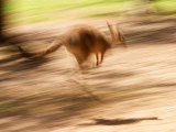Grey Kangaroo  Australia