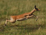 Impala  Okavango Delta  Botswana