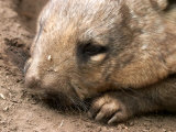 Southern Hairy Nosed Wombat  Australia