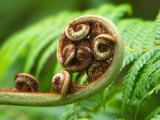Fern Frond Unfurling  Queensland  Australia