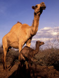 Dromedary Camel  Mother and Baby  Nanyuki  Kenya