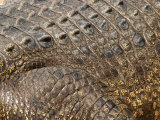Detail of Crocodile Skin  Australia