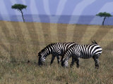 Zebra on the Serengeti  Kenya