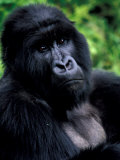 Mountain Gorilla  Virunga Volcanoes National Park  Rwanda