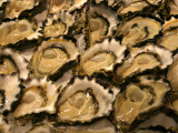 Oysters at Sydney Fish Market  Sydney  Australia