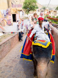 Elephant Rides at Amber Fort  Rajasthan  Jaipur  India