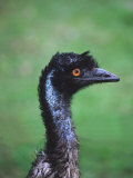 Emu Portrait  Australia