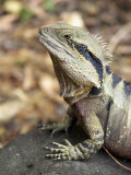 Eastern Water Dragon  Australia