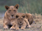 Lions  Okavango Delta  Botswana