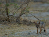 Side-striped Jackal Pup  Mombo Area  Chief's Island  Okavango Delta  Botswana