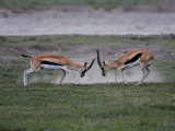 Thomson's Gazelles Fighting  Tanzania