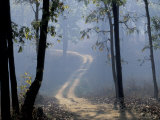 Landscape  Kanha National Park  India