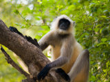Monkey in Jungle of Ranthambore National Park  Rajasthan  India