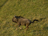 Blue Wildebeest  Mombo Area  Chief's Island  Okavango Delta  Botswana
