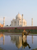 Young Boy on Camel  Taj Mahal Temple Burial Site at Sunset  Agra  India