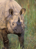 Indian Rhinoceros  Royal Chitwan National Park  Nepal
