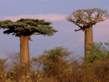 Baobab Tree  Morondava  Madagascar