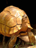 Plough-share Tortoise  Ampijeroa Forest Station  Madagascar