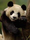 Giant Panda Family  Wolong China Conservation and Research Center for the Giant Panda  China
