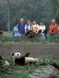 Panda Eating in Giant Panda Sanctuary  Chengdu  China