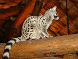 Common Genet in the Ndutu Lodge  Tanzania
