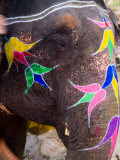 Elephant at Amber Fort  Rajasthan  Jaipur  India