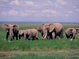 African Elephant Herd and Cattle Egrets  Amboseli National Park  Kenya