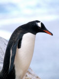 Gentoo Penguin on Ledge in Antarctic Peninsula