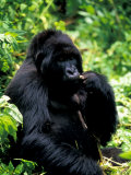 Mountain Gorilla  Virunga Volcanoes National Park  Rwanda