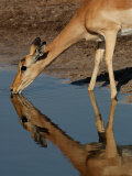 Impala  Okavango Delta  Botswana