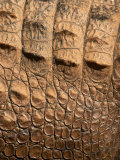Detail of Crocodile Skin  Australia
