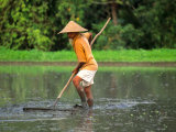 Old Man Farming a Traditional Rice Paddy with Straw Hat  Bali  Indonesia