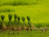 Rice Terraces of the Ailao Mountains  Honghe Prefecture  Yuanyang  Yunnan Province  China