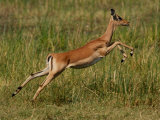 Impala  Okavango Delta  Botswana