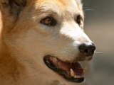 Dingo  Australia