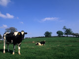 Farmland with Cows near Dublin  Ireland