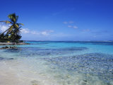 Beach and Palms in Sainte Anne  Guadeloupe