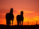 Horses at Sunset near Ranfurly  Maniototo  Central Otago