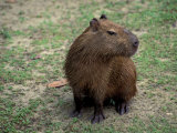 Capybara  South America
