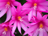 Sunrise Cactus Flowers