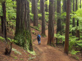 Redwood Forest  Rotorua  New Zealand