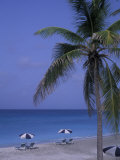 Beach Chairs  Caribbean Palms