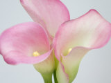 Pink Calla Lilies